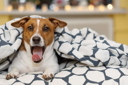 Cute jack russell dog resting or sleeping under a blanket.の写真素材
