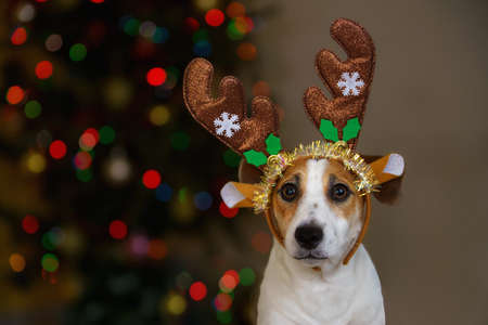Christmas background with jack russell dog in party hat. New year holiday concept.の写真素材