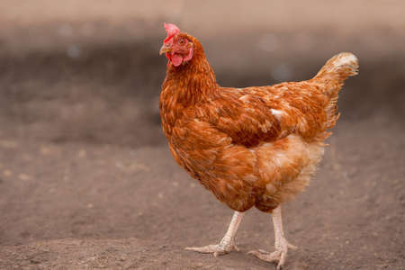 Hens on a farm with copy space. Red chicken in search of food.の写真素材