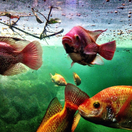 Aquatic life. の素材