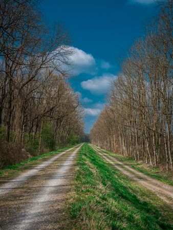 two parallel paths in springの写真素材
