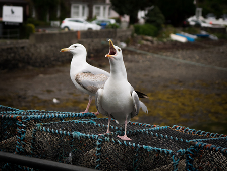 Shouting seagull th Portree harbour, Scolandの写真素材