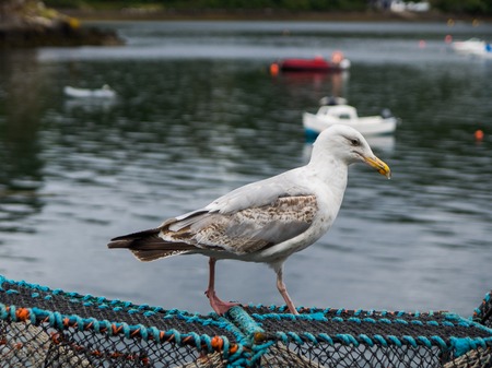 seagull on weir at Portree harbour, Scolandの写真素材
