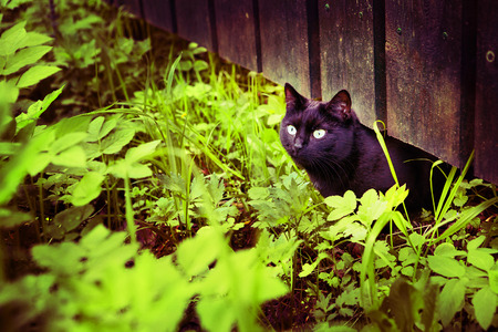 black cat on the grass and fence village summer backgroundの写真素材