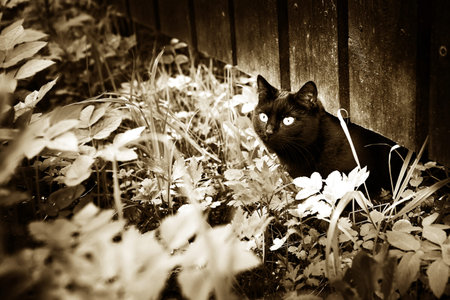black cat on the grass and fence village summer background black and white sepia photoの写真素材