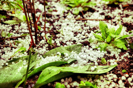 hail lay on the groun in the summer garden