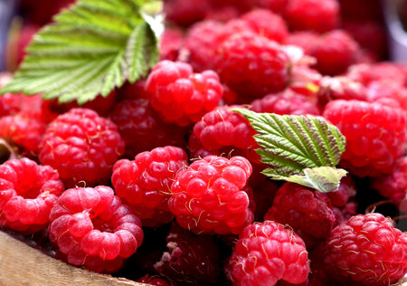 fresh collfresh collected raspberries in the  basket