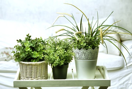 housplants  in white pots on the bedroom backgroundの写真素材