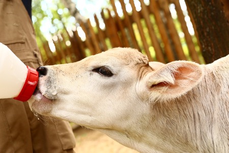 white calf drink milk from nipple bollteの写真素材