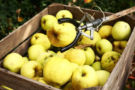 yellow  big apples and pluck stick autumn photo