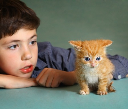 preteen handsome boy hold little red kitten on blue wall backgroundの写真素材