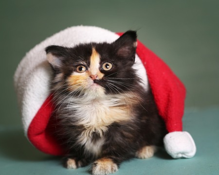 ittle  kitten in santa christmas hat on blue backgroundの写真素材