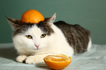 siberian cat in funny orange hat on the head close up portraitの写真素材