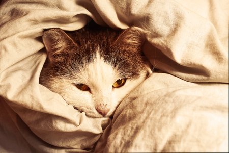 siberian cat close up monochrome portrait wraped in blanketの写真素材