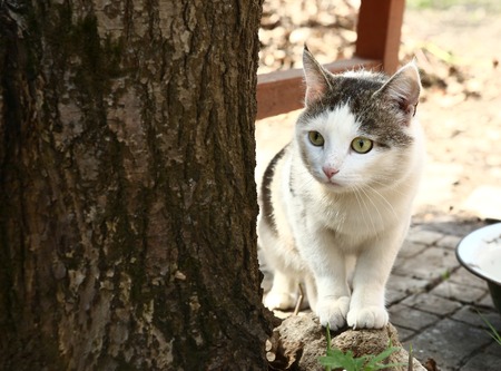 stray siberian cat hunt on the rural country backgroundの写真素材