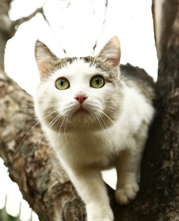 stray siberian cat hunt on the rural country backgroundの写真素材