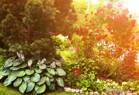 beautiful european garden with pine tree and red rose arch bush