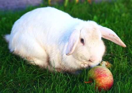 white mutton breed rabbit close up photo on green grass backgroundの写真素材