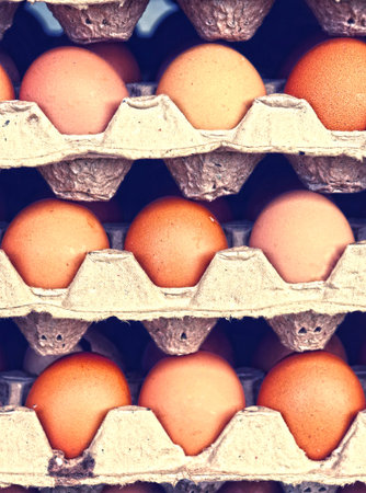 rows of eggs in cardboard cells pack close up photo