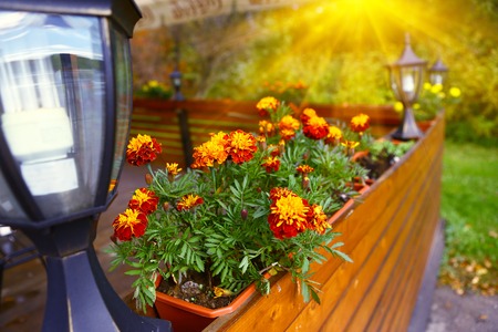 marigold flowers in flower box and lantern as a summer cafe exterior decorationの写真素材