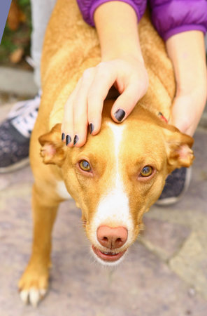 red nose hunter dog close up portrait with human stroking hands