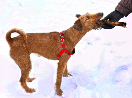 irish terrier dog gnaw chew stick play on the snow background