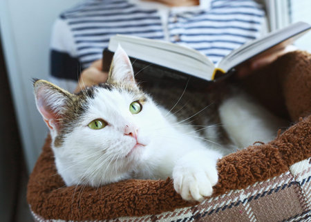cat lay in cat bed with boy reading book on the backgroundの写真素材