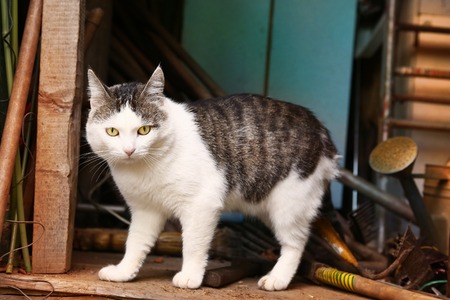 male tom siberian cat close up country porch photoの写真素材