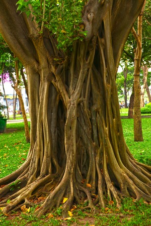 banyan tree trunk in asian vietnam parkの写真素材