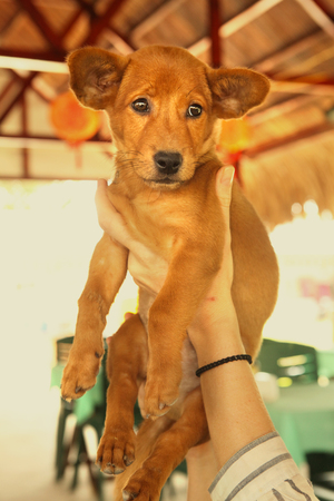 asian puppy on human hands close up photoの写真素材
