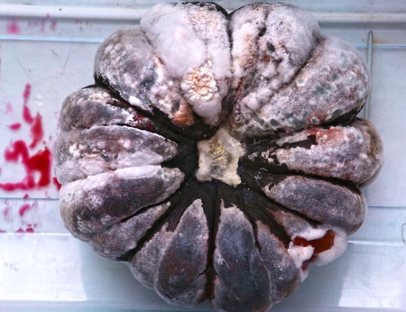 blue mould rotten pumpking close up photoの写真素材