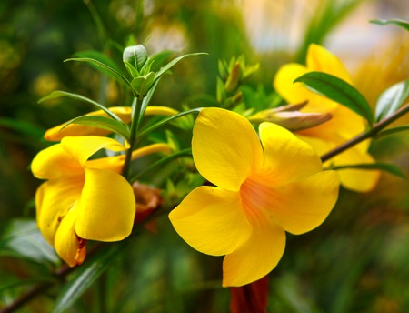 yellow orchid flowers on green garden backgroundの写真素材