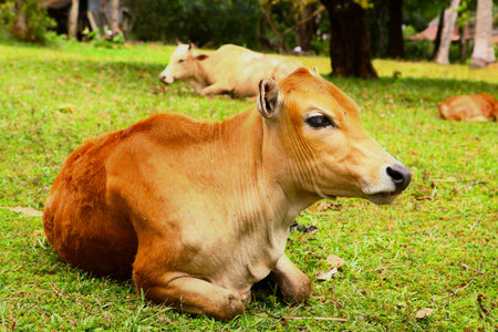 asian cow lay on grass lawn close up photoの写真素材