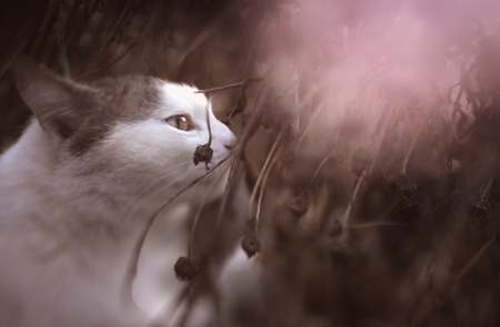 country cat spring outdoor portraitの写真素材