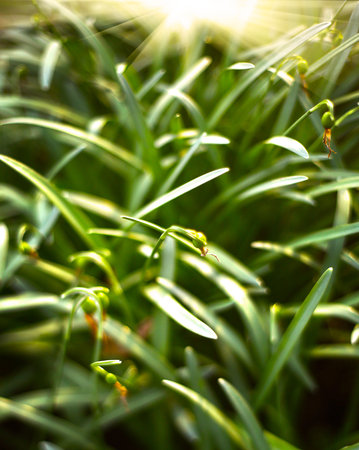 spring garden plants sprouts background outdoor photo