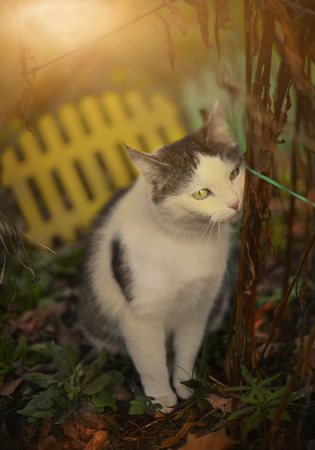 country cat spring outdoor portrait on sunny backgroundの写真素材