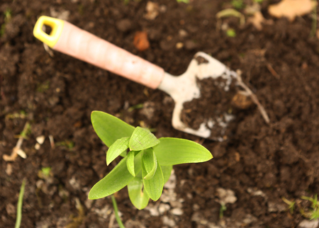 spring seedbed  with shovel plant sprouts close up photoの写真素材