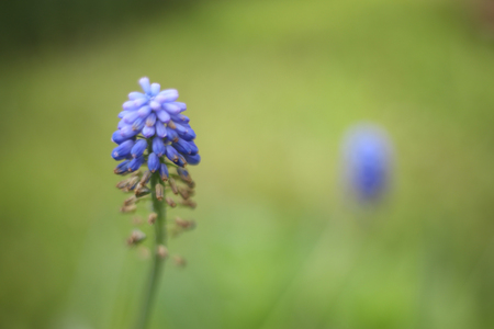 lazy cat lay on bed close up funny cute potraitの写真素材