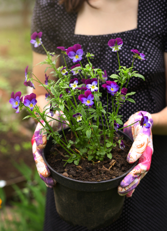 hands in garden gloves hold pansy pot plant on the summer green background vertical photoの写真素材