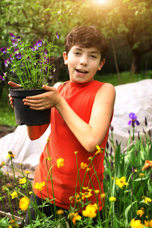 teenager boy help in garden with pot pansy plants among summer green plants and flowersの写真素材