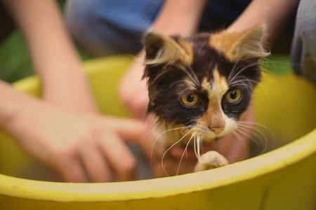 kids wash kitten in basin with soap close up outdoor summer photoの写真素材