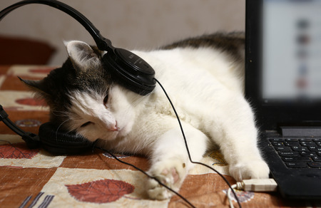 cat portrait in headphones and laptop close up photoの写真素材