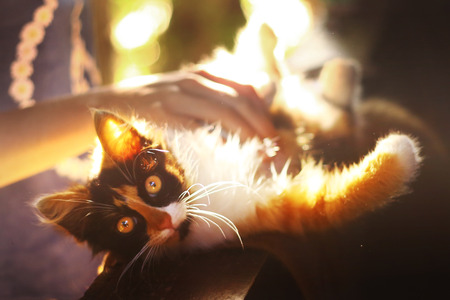 three colored she kitten wash itself on porch with back light in summer garden background close up photoの写真素材