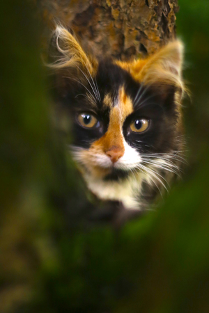 three colored she kitten on knitted shawl  background close up photoの写真素材