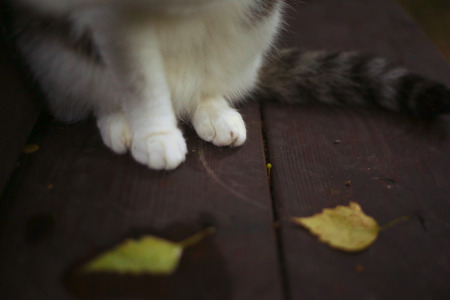 birch leafs yellow fall on the wooden bench with cat paw and tail autumn photoの写真素材