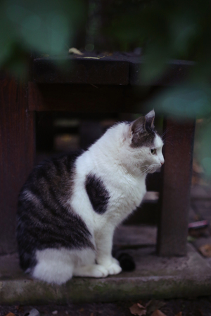 cat sitting on the bench on the garden and house background nostalgic autumn photoの写真素材