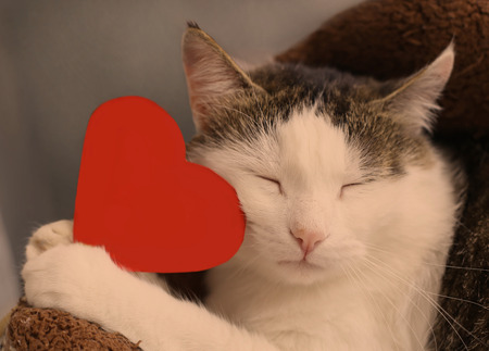 cat with closed eyes hold paper red heart with copy space close up portrait to valentines dayの写真素材