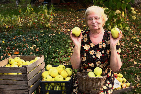 pensioner woman in floral dress harvest apples with wooden full craters on green garden backgroud happy photoの写真素材