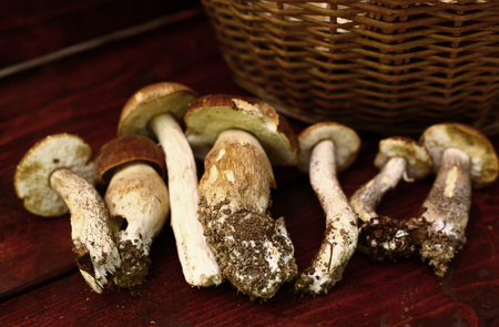 boletus mushrooms close up photo in row in wooden bench with hand knifeの写真素材
