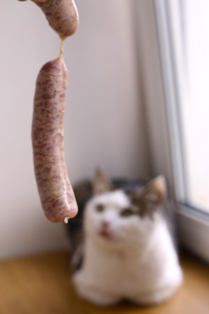 cute hungry cat sniff sausage close up portraitの写真素材